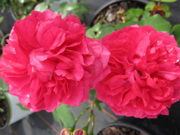 Hochstammrose Rosa Leonardo da Vinci® - Floribunda Stammrose - 90cm