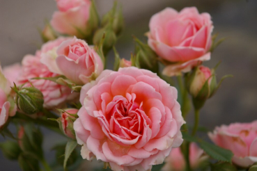 Hochstammrose Rosa Pink Parade® Stammrose rosa Duft- 90cm