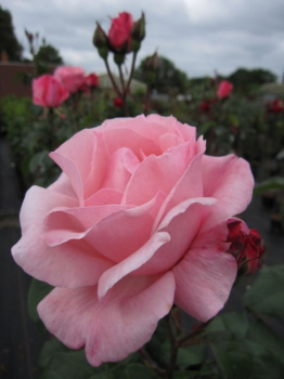 Hochstammrose Rosa Queens Palace® Palace Rosen Stammrose zartrosa Duft- 90cm