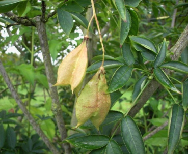 Staphylea pinnata - gemeine Pimpernuss - Klappernuss 30-40 cm