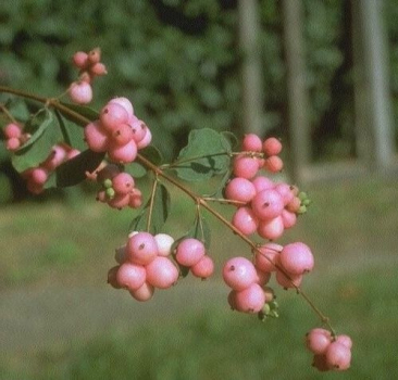 Symphoricarpos chenaultii Hancock - niedrige Purpurbeere 40-60 cm