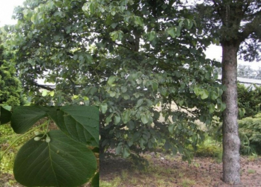 Styrax obassia - Storaxbaum 40-60 cm