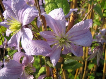 Clematis viticella Prince Charles - Waldrebe 60-100 cm