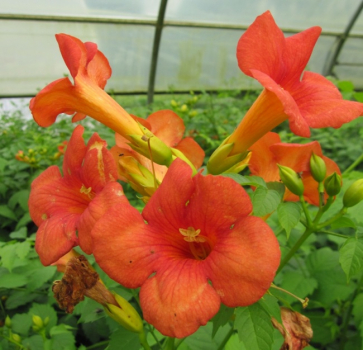 Campsis Grandiflora - Trompetenblume / Jasmintrompete 80-100 cm