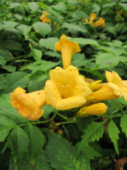 Campsis radicans Yellow Trumpet - Trompetenblume Jasmintrompete Klettertrompete 80-100 cm