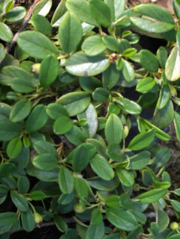 Cotoneaster dammeri var. radicans - Teppichmispel - Zwergmispel - Kriechmispel - immergrün -  20-30 cm