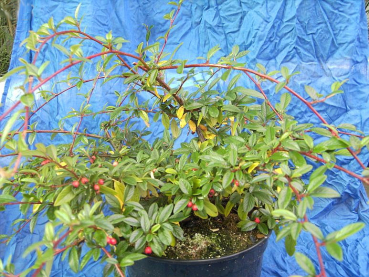 Cotoneaster salicifolius Parkteppich - Teppichmispel Parkteppich - Zwergmispel - Kriechmispel - immergrün - 20-30 cm