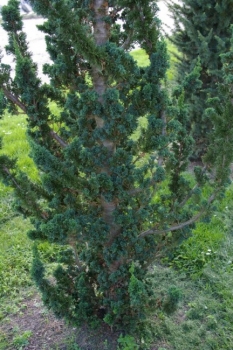 Chamaecyparis lawsoniana Wisselii-Sol. - Scheinzypresse 300-350