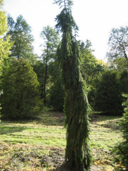Picea abies  Inversa- Hänge-Fichte  300 - 350