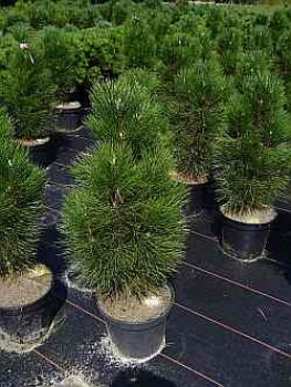 Zwerg- Schwarzkiefer Helga - Pinus nigra Helga