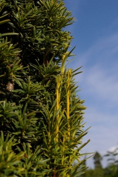 Taxus baccata  Fastigiata Aurea - Gelbe Säuleneibe - 200-250