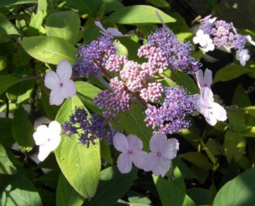 Asiatische Strauchhortensie Spinners