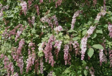 Bogenflieder Syringa Reflexa