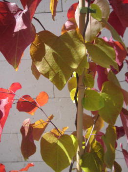Cercis canadensis Eternal Flame 3