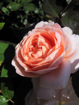 Englische Rose Ambridge Rose