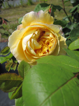 Englische Rose Charles Darwin