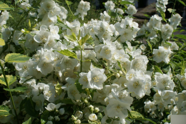 Philadelphus coronarius Innocence