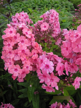 Flammenblume Windsor Phlox