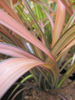 Phormium Rainbow Sunrise 3