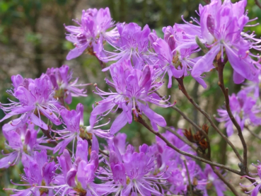 kanadischer Rhododendron