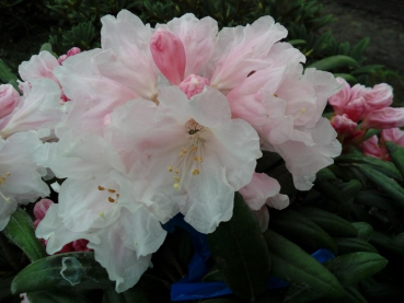 Rhododendron makinoi