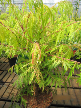 Rhus typhina Tiger Eyes  2