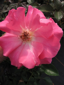 Rosa Romanze 1