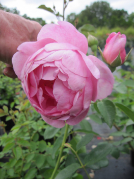 Englische Rose Royal Jubilee