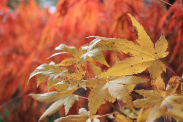 Ahorn palmatum Phoenix 3