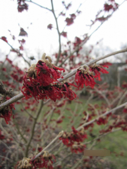 Hamamelis inermedia Diane 1