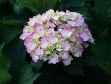 Bauernhortensie Bouquet Rose