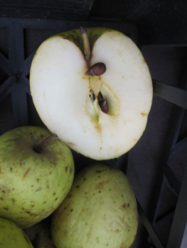 Malus Schieblers Taubenapfel