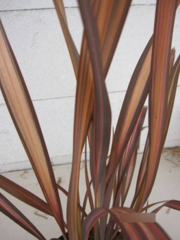 Phormium tenax Veneer 1