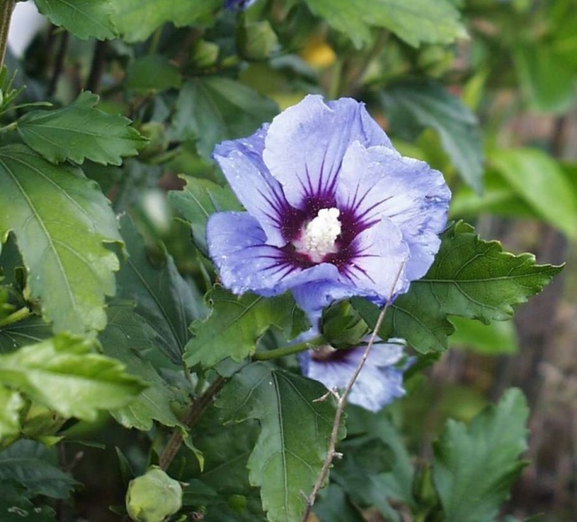 Hibiscus Syriacus Coelestis Garten Eibisch 40 60 Www Online