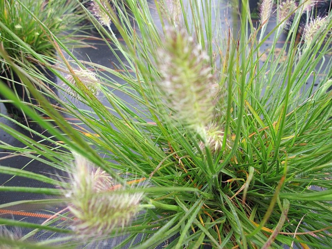Pennisetum alopecuroides Little Zwerg-Lampenputzergras Baumschule 20-30 - - - Bunny Pflanzenvielfalt