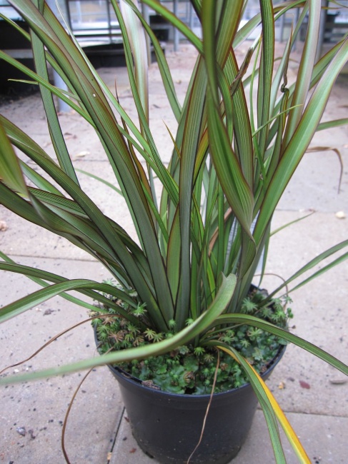 Phormium tenax Tom Thumb - Neuseeland-Flachs - - Baumschule ...