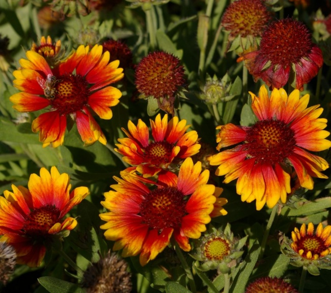 Gaillardia bijou sale