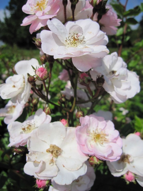 Ramblerrose Perennial Blush R Ramblerrose Www Online Pflanzenversand De