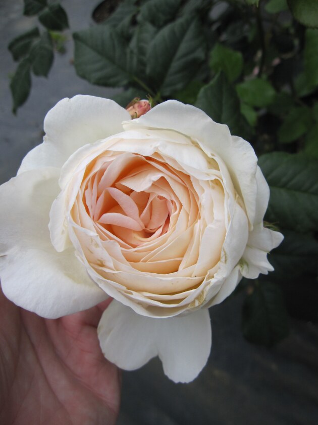 Kletterrose Rosa Uetersener Klosterrose Cremefarbend Duft 50cm Diese Kletterrose Bestellen Sie Online Im Web Shop Fur Gartenpflanzen Der Baumschule Pflanzenvielfalt Unsere Baumschule Ist Spezialisiert Auf Den Versand Von Kletterrosen Aller Art Ob