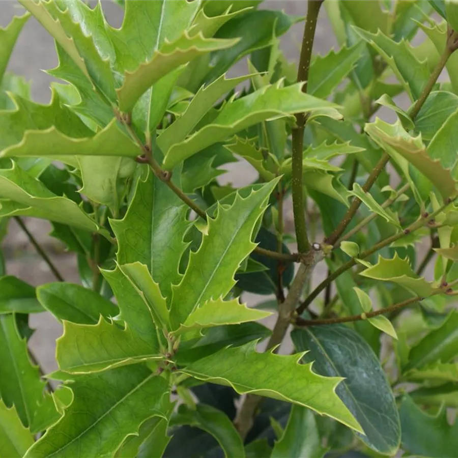 Osmanthus armatus - Chinesische Duftblüte - Baumschule Pflanzenvielfalt