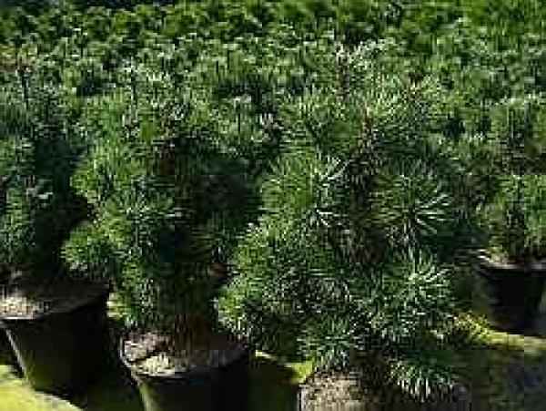Pinus mugo Columnaris - Zwerg-Kegel-Kiefer -  30-40