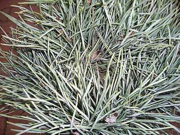 Pinus sylvestris  Argentea compacta - Silbergraue Zwergkiefer -  15-20