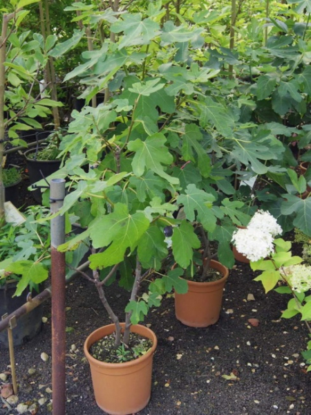 Ficus carica Nero - Schwarze Feige -  60-80