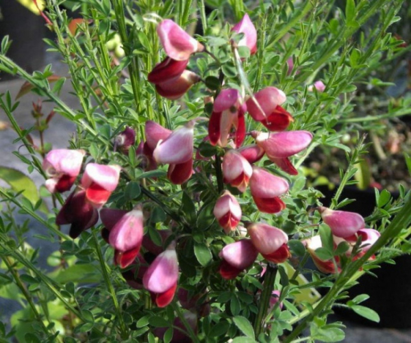 Cytisus scoparius  Killiney Red  - Besenginster -  40-60