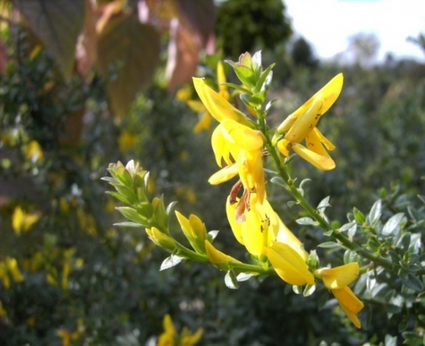 Genista tinctoria Royal Gold  - Färber-Ginster -  30-40