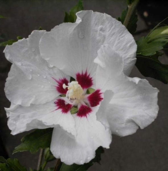 Hibiscus syriacus  Red Heart  - Garten Eibisch - 40-60