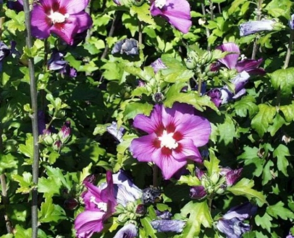 Hibiscus syriacus  Russian Violet  - Garten Eibisch -  (R) 40-60