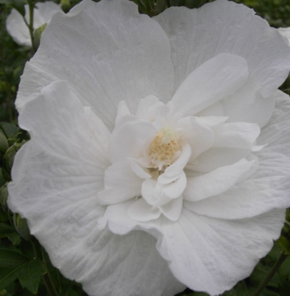 Hibiscus syriacus  White Chiffon  - Garten Eibisch -  (R) 40-60