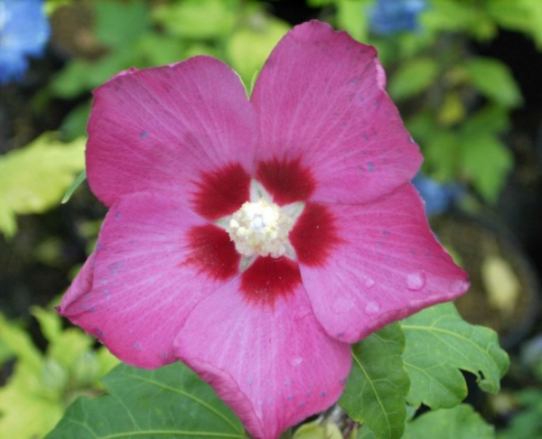 Hibiscus syriacus  Woodbridge  - Garten-Eibisch -  40-60