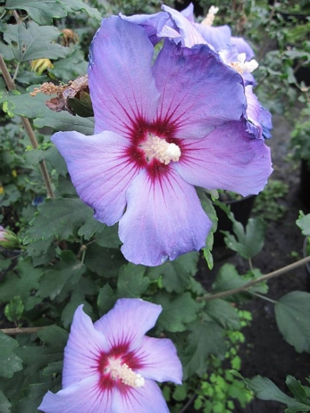 Hibiscus syriacus Oiseau bleu - Garten Eibisch -  40-60